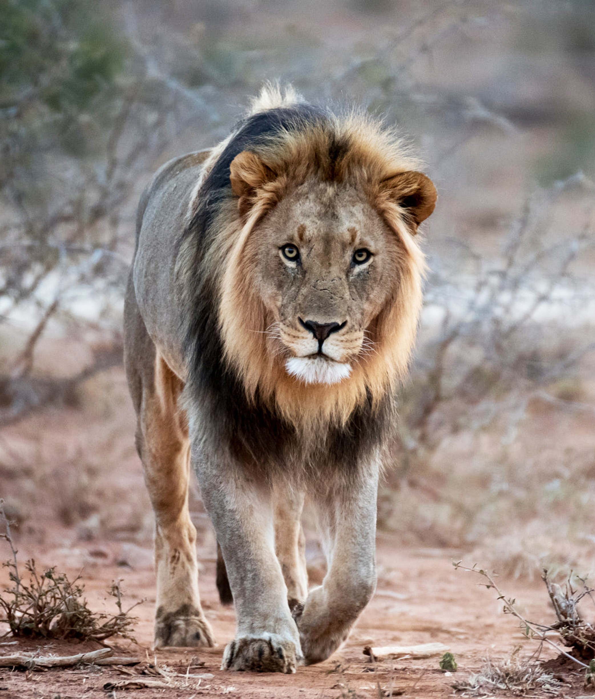 Explore Gir National Park National Park Services